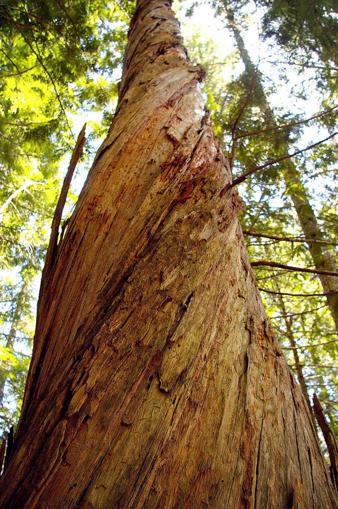 This tree can be found off Barlow Point Trail in Mt. Baker Snoqualmie National Forest. (Photo by Kim Brown)