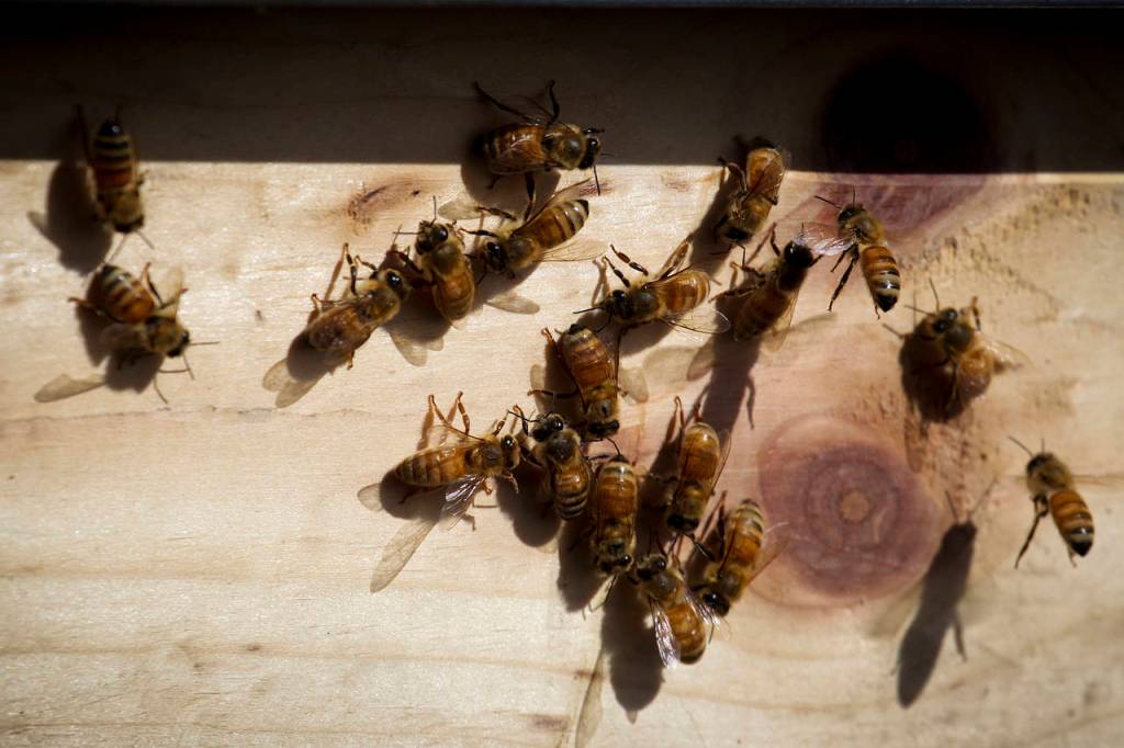 Honey bees crawl on the outside of a hive during a beekeeping workshop in Redmond on Saturday, April 15. (Ian Terry / The Herald)