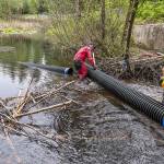 Mike Rustay, with Beavers Northwest, left, and Josh Chriest, City of Mill Creek, install two sections of a flexible pond leveler at the site of a beaver dam on Friday, May 5, 2017 in Mill Creek. (Andy Bronson / The Herald)