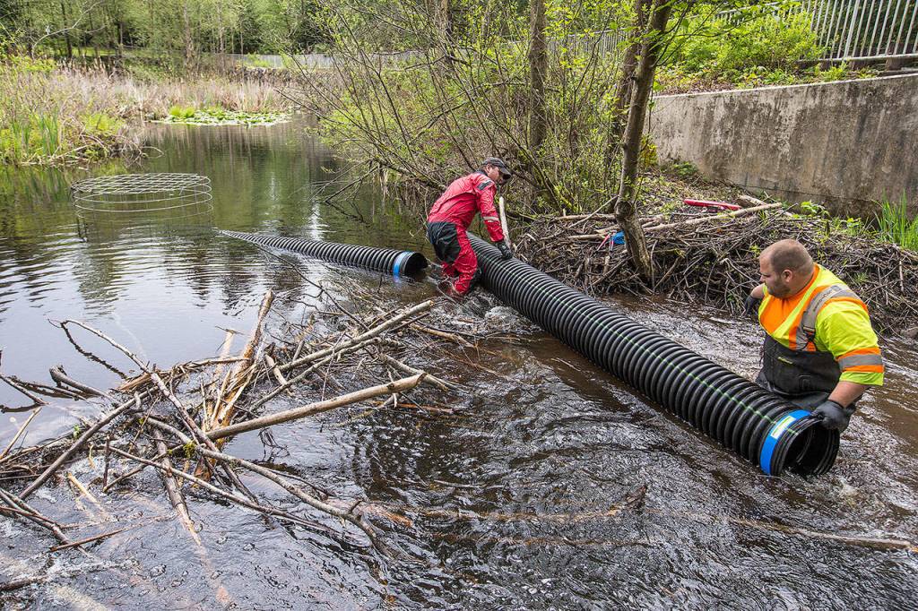Mike Rustay, with Beavers Northwest, left, and Josh Chriest, City of Mill Creek, install two sections of a flexible pond leveler at the site of a beaver dam on Friday, May 5, 2017 in Mill Creek. (Andy Bronson / The Herald)