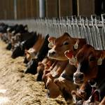 Cows, mostly Jersey and Hostein, enjoy a sunny day in a brand new barn this week. (Dan Bates / The Herald)