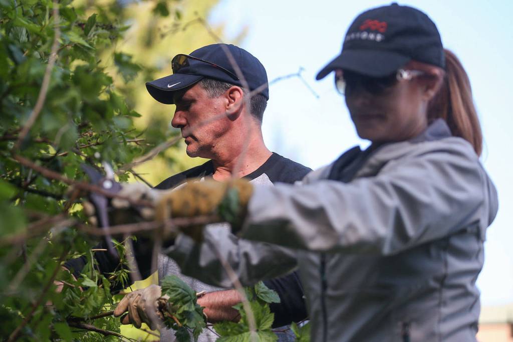 John Schmidt, left, and Dawn Schmidt work to clear black berry bushes at the Mill Creek YMCA Saturday morning during the 3rd annual Day of Hope on May 20, 2017. Sponsored by Gold Creek Community Church, the two-day event drew nearly 1300 volunteers. (Kevin Clark / The Herald)