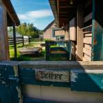 Old stables sheltered many a horse over the past 30-odd years. (Dan Bates / The Herald)