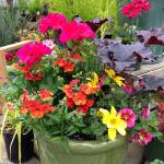 Colorful plants, such as zonal geraniums, calibrachoa, heuchera coral bells and anemone, make for a delightful floral pot. (Photo by Nicole Phillips)