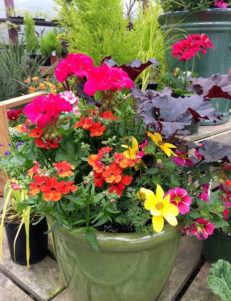 Colorful plants, such as zonal geraniums, calibrachoa, heuchera coral bells and anemone, make for a delightful floral pot. (Photo by Nicole Phillips)