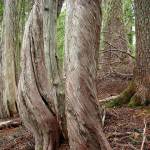 These spiraled Alaska yellow-cedar trees are found off Circle Peak Trail in the Mt. Baker Snoqualmie National Forest. (Photo by Kim Brown)