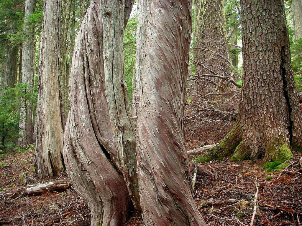These spiraled Alaska yellow-cedar trees are found off Circle Peak Trail in the Mt. Baker Snoqualmie National Forest. (Photo by Kim Brown)