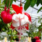 SwingTime is a delightful fuchsia and one of the most popular at Jordan Nursery near Stanwood. (Jon Bauer / The Herald)