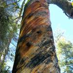 This tree can be found off Meeks Table in Gifford Pinchot National Forest. (Photo by Kim Brown)