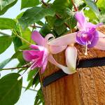 Hanging fuchsia baskets a go-to gift for Mother’s Day