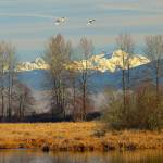Trumpeter swans approach Shadow Lake at Bob Heirman Wildlife Preserve on Jan. 4, 2014. (Herald file)