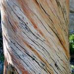 A detail shot of a tree at Meek&rsquo;s Table in Gilford Pinchot National Forest. (Photo by Jim Kuresman)