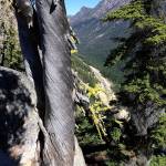 This tree can be found at the Washington Pass Overlook just off Highway 20 in the North Cascades National Park. (Gale Fiege/ The Herald)