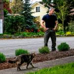 A curious cat strolls by as Eric Patno looks over the Grosso lavender he planted to beautify his Lynnwood neighborhood. The plants have not blossomed yet due to the cold, wet spring. (Dan Bates / The Herald)