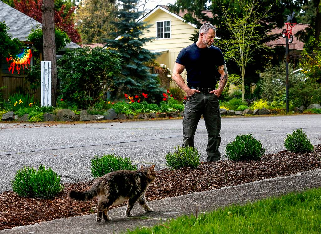 A curious cat strolls by as Eric Patno looks over the Grosso lavender he planted to beautify his Lynnwood neighborhood. The plants have not blossomed yet due to the cold, wet spring. (Dan Bates / The Herald)