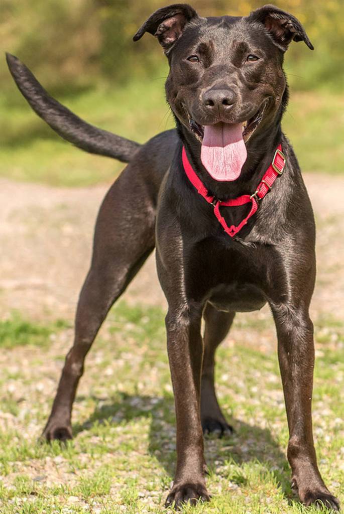 Rose is a young dog looking for a home without any other animals. She knows a few commands but would benefit greatly from positive reinforcement training. She is very active and can become destructive when bored. If you are looking for a young dog with lots of love to give her people then come meet Rose! (Curt Story/Everett Animal Shelter)