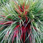 Plant of Merit: Fascicularia bicolor is a rainbow of color