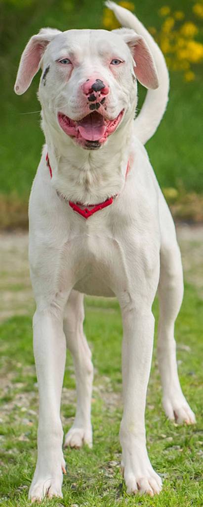 Simba is a very unique guy! He is a deaf Catahoula Leopard Dog looking for a home that knows about or is willing to learn about living with a deaf dog. Any children in his home should be over 7 years old and able to give Simba his space. He has never lived with another dog and can be very wary when meeting other canines. If there is another canine in the home he will need a meet and greet prior to adoption. Once Simba gets to his new home he will need his new owners to go very slow when introducing him to his new surroundings. Simba will need a feline free home and a very secure fenced yard. (Curt Story/Everett Animal Shelter)