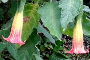 Plant of Merit: Brugmansia sanguinea, ‘Scarlet Angel’s Trumpet’