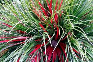 Plant of Merit: Fascicularia bicolor is a rainbow of color