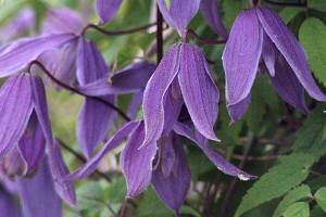 Great Plant Pick: Clematis ‘Helsingborg,’ purple alpine clematis