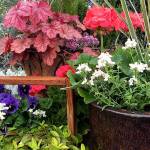 Wake up container gardens with variety of colors, textures