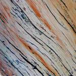 Why do some trees grow in spirals? Local hiker solves mystery