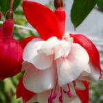 Hanging fuchsia baskets a go-to gift for Mother’s Day