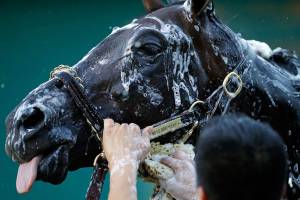 Always Dreaming looks very much for real as Preakness awaits