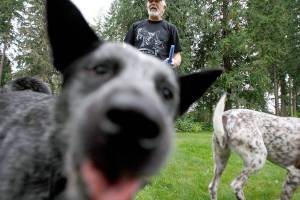 Summer guide: The big list of dog parks in Snohomish County