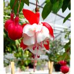 SwingTime is a delightful fuchsia and one of the most popular at Jordan Nursery near Stanwood. (Jon Bauer / The Herald)