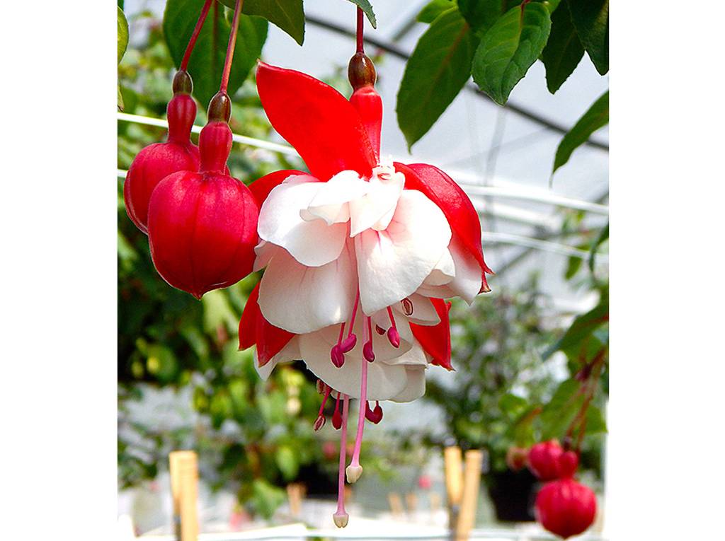 SwingTime is a delightful fuchsia and one of the most popular at Jordan Nursery near Stanwood. (Jon Bauer / The Herald)