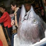 Customers walk past the head of a bluefin tuna in front of a seafood restaurant at Tsukiji fish market in Tokyo on Tuesday. Criminal and civil cases allege executives at the largest canned tuna companies were agreeing to collectively raise prices and limit promotions. Major retailers are taking aim at the most popular tuna brands in the U.S. &mdash; Chicken of the Sea, Bumble Bee and StarKist &mdash; saying they conspired to keep prices high for consumers. (AP Photo/Eugene Hoshiko)