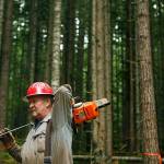 Mark Meece of Darrington shoulders his chainsaw after cutting timber in the Decline Thin project, in August, 2011. Meece has been logging for 40-years, starting as a 19-year-old. His grandfather and father were both also loggers. The Decline Thin Timber Sale was a 307-acre thinning project near Decline Creek on U.S. Forest Service land. (Mark Mulligan/Herald file photo)