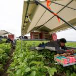 At Biringer Farms, strawberry picker Camilo Dominguez fills up a flat full of strawberries while laying down in a solar powered picking assistant machine on June 19 in Arlington. (Andy Bronson / The Herald)