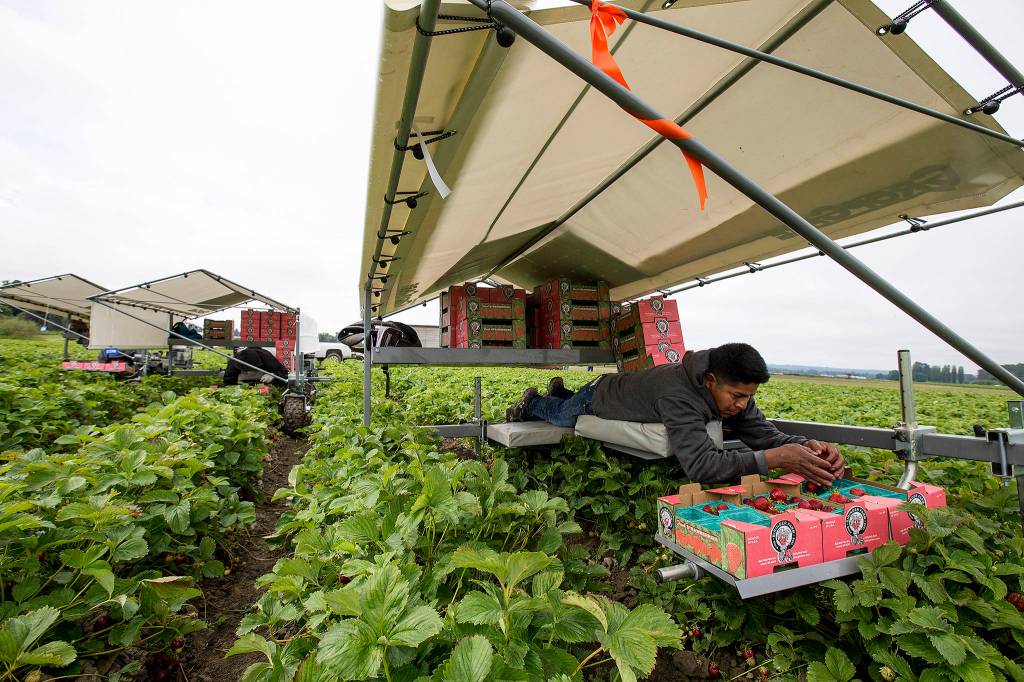 At Biringer Farms, strawberry picker Camilo Dominguez fills up a flat full of strawberries while laying down in a solar powered picking assistant machine on June 19 in Arlington. (Andy Bronson / The Herald)