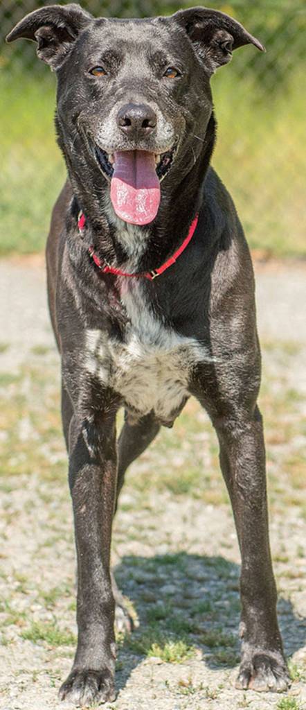 Ella is an 11 year old lab mix who is ready and waiting to become a treasured member of someone&rsquo;s family. She has lived her life outdoors and is hoping to spend her retirement inside a loving home where she can experience the spoiled life that she deserves. Don&rsquo;t let her age fool you….she has a lot of energy and loves to go for walks, runs and hiking. Since she wasn&rsquo;t walked on a leash in her previous home, Bella will need some lessons on leash manners. Any children in the home should be over the age of 10. This sweet girl has lived with cats and dogs and done fine, however, a meet and greet with the resident dogs of potential adopters is a must. (Curt Story/Everett Animal Shelter)