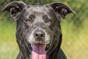 These dogs are up for adoption from Everett Animal Shelter