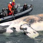 In this recent photo, researchers examine a dead North Atlantic right whale along the Gulf of St. Lawrence in Canada. (Marine Animal Response Society/The Canadian Press via AP)