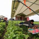 At Biringer Farms in Arlington, strawberry picker Camilo Dominguez fills up a flat full of strawberries while lying down in a solar-powered picking assistant machine. Biringer tried out the individual picking assistants for the first time about two years ago and now has a fleet of 10. (Andy Bronson / The Herald)
