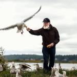 Patrick Cooper, 74, lets a large, dominant gull take a slice of bread from his hand while dozens more are gathered around him for a morning treat along the Snohomish River in Everett. (Dan Bates / The Herald)