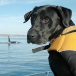A dog trained to sniff for orca scat sits on a boat in the Salish Sea. A new study says that the small population of endangered Puget Sound orcas are having pregnancy problems due to stress from not getting enough salmon to eat. (Center for Whale Research via AP)