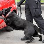 Massachusettes State Police K-9 Drako presses his nose against a car door jam as he finds a hidden stash of drugs during a training session in Revere, Massachusettes. During drug raids, police dogs literally follow their noses to sniff out narcotics, but now the powerful synthetic opioid fentanyl could be deadly to the K-9s. Police have a new strategy for protecting their four-legged partners, by carrying Naloxone for their dog, the same drug to reverse heroin overdoses in humans. (Charles Krupa / Associated Press)