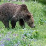 A grizzly bear roams near Beaver Lake in Yellowstone National Park. (AP Photo/Jim Urquhart, File)