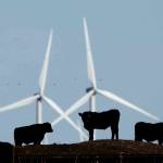 Cattle graze in a pasture against a backdrop of wind turbines, which are part of the 155 turbine Smoky Hill Wind Farm near Vesper, Kansas. (AP Photo/Charlie Riedel, File)