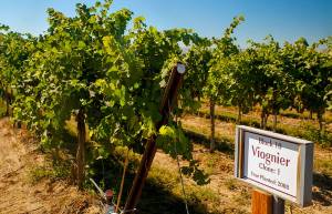 Lawrence Vineyard on the Royal Slope in Washington&rsquo;s Frenchman Hills near Othello is proving to be a prime spot for viognier in the Columbia Valley. (Photo by Richard Duval Images)