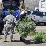 Investigators load marijuana plants onto a Colorado National Guard truck outside a suspected illegal grow operation in Denver in 2016. (AP Photo/Solomon Banda)