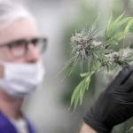 A worker examines a marijuana plant at the Desert Grown Farms cultivation facility in Las Vegas on Friday. (AP Photo/John Locher)