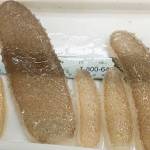 Gelatinous and somewhat translucent organisms, called pyrosomes, have been seen congregating, sometimes by the thousands, close to shore from Northern California up to southeast Alaska. (Hilarie Sorensen, University of Oregon)