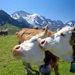 The super-scenic walk from Maennlichen to Kleine Scheidegg in Switzerland is both dramatic and relatively easy &mdash; and comes with great views and fine company.